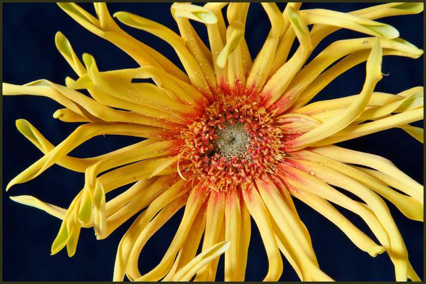 Gerbera `Pasta Pennoni ` Nr. 2