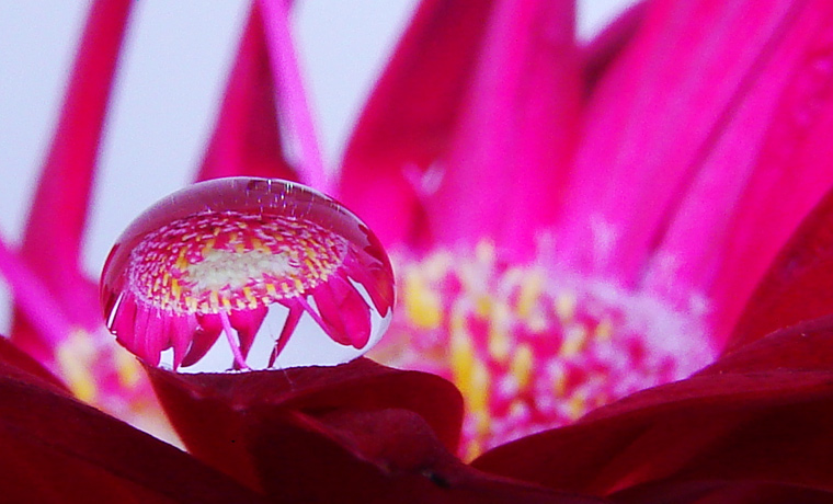 Gerbera pink Tropfen