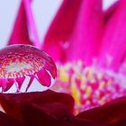 Gerbera pink Tropfen