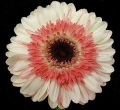 Gerbera Popov