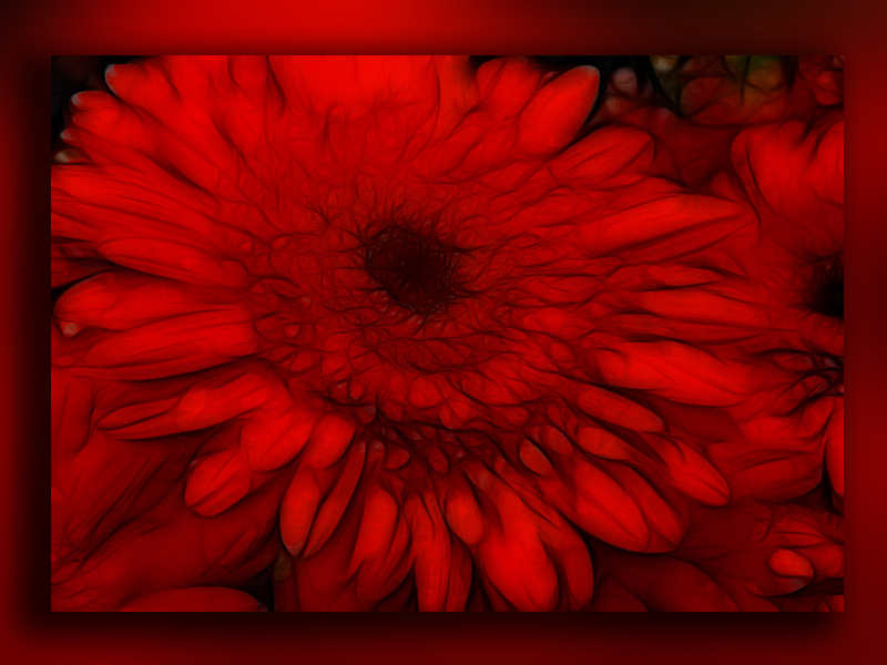 gerbera roja