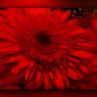 gerbera roja