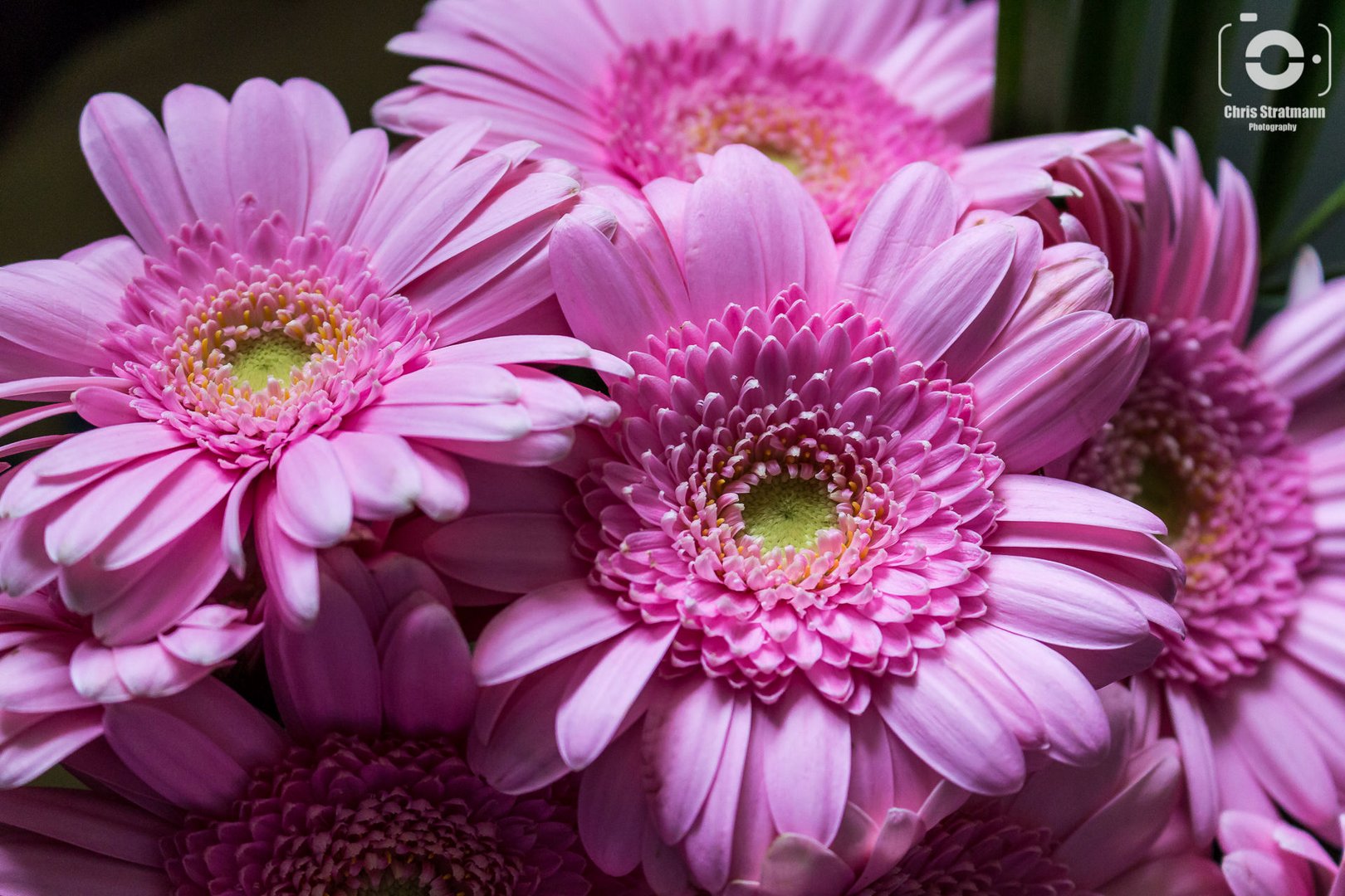 Gerbera Rosa