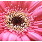 Gerbera rosa