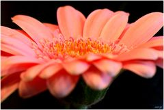 Gerbera rose