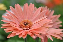 Gerbera (rose´)