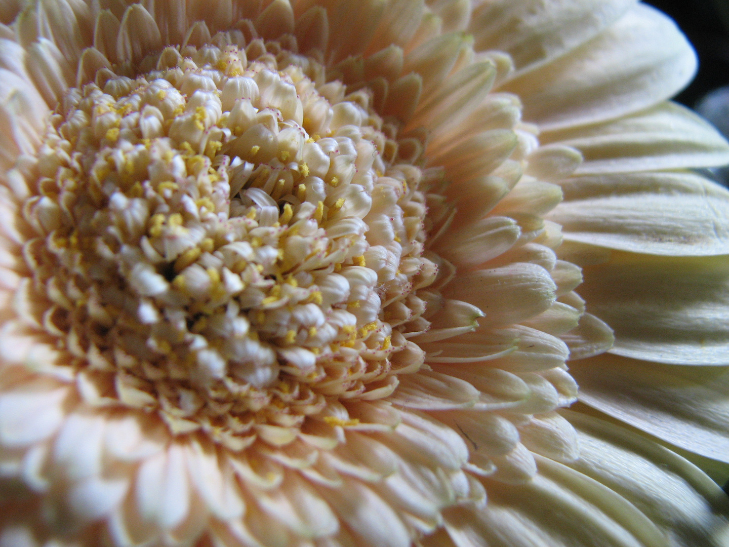 Gerbera rosé