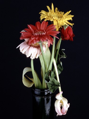 Gerbera, Rose und Tulpe