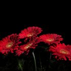 Gerbera, Rot