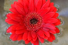 Gerbera rot