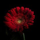 Gerbera, Rot