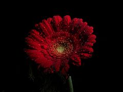 Gerbera, Rot