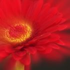 Gerbera rot