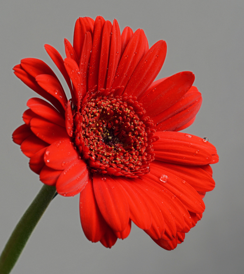 Gerbera rot