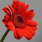 Gerbera rot