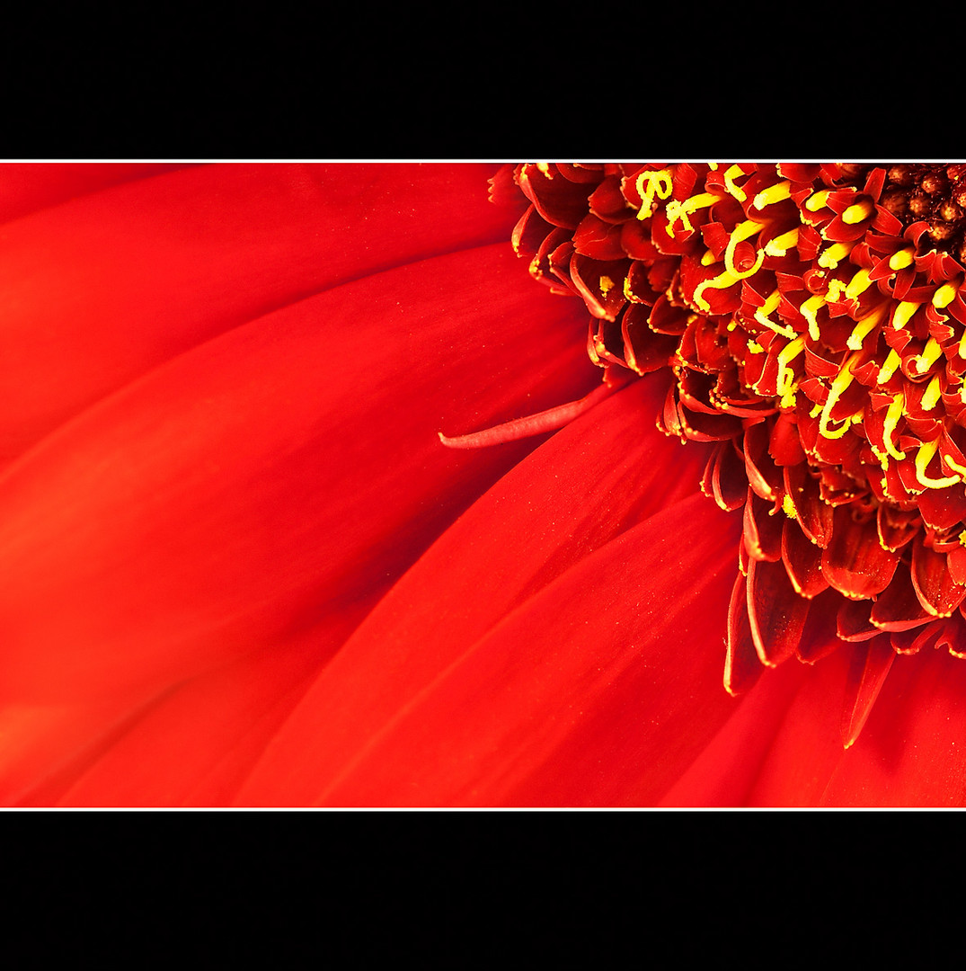 Gerbera rot, Makro