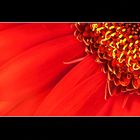 Gerbera rot, Makro