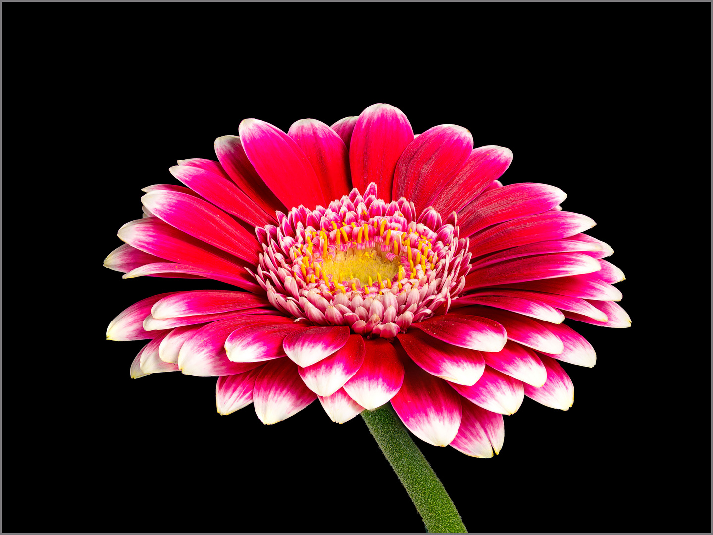 Gerbera rot-weiß