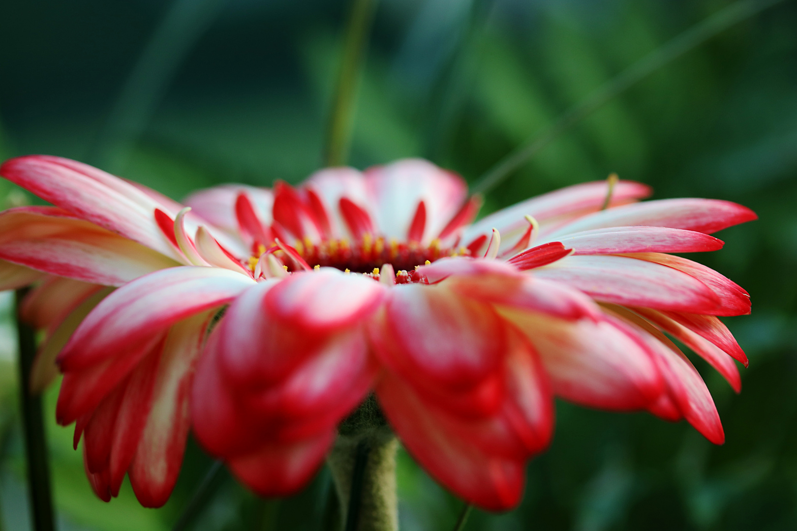 Gerbera rot-weiß