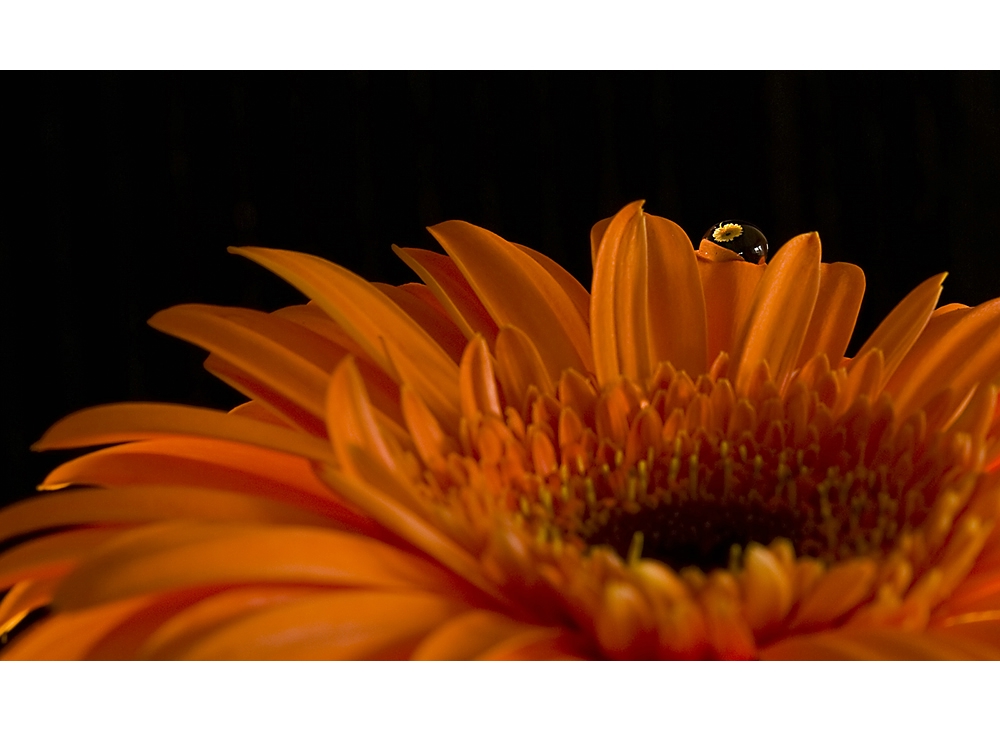 Gerbera spiegelt Gerbera