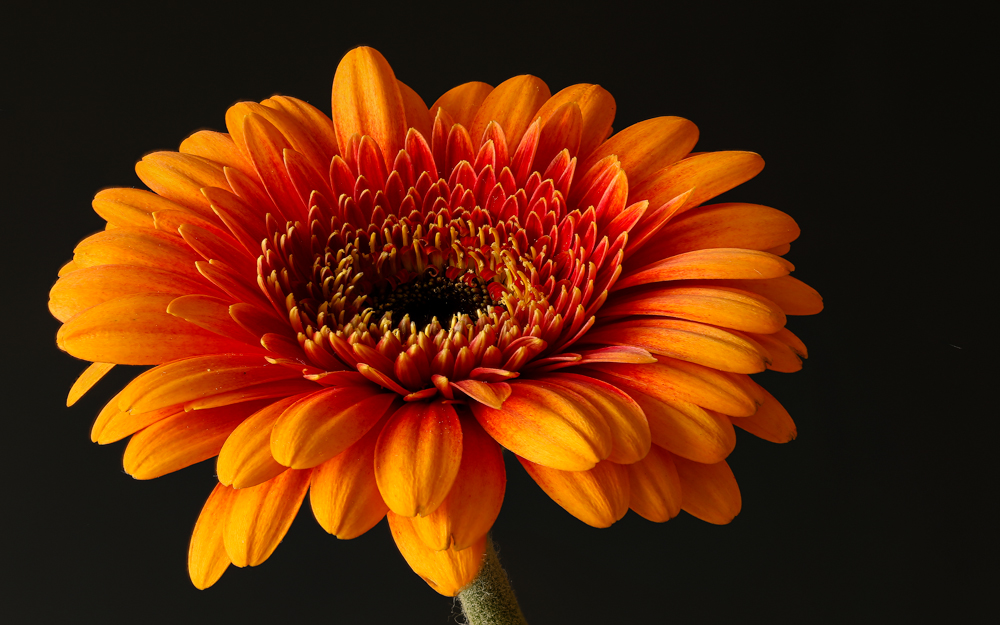 Gerbera Stack