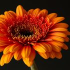 Gerbera Stack