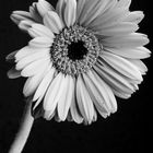 Gerbera-SW