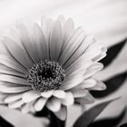 Gerbera SW