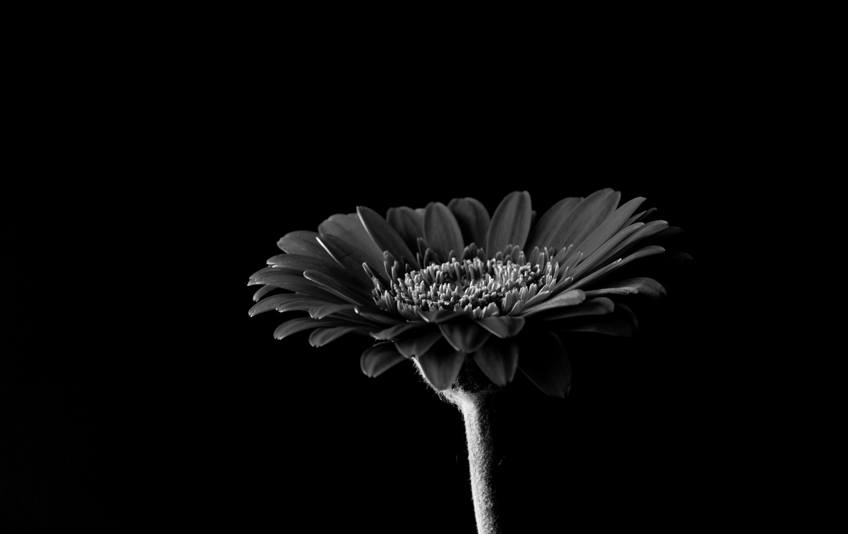 Gerbera s/w