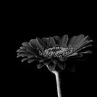 Gerbera s/w