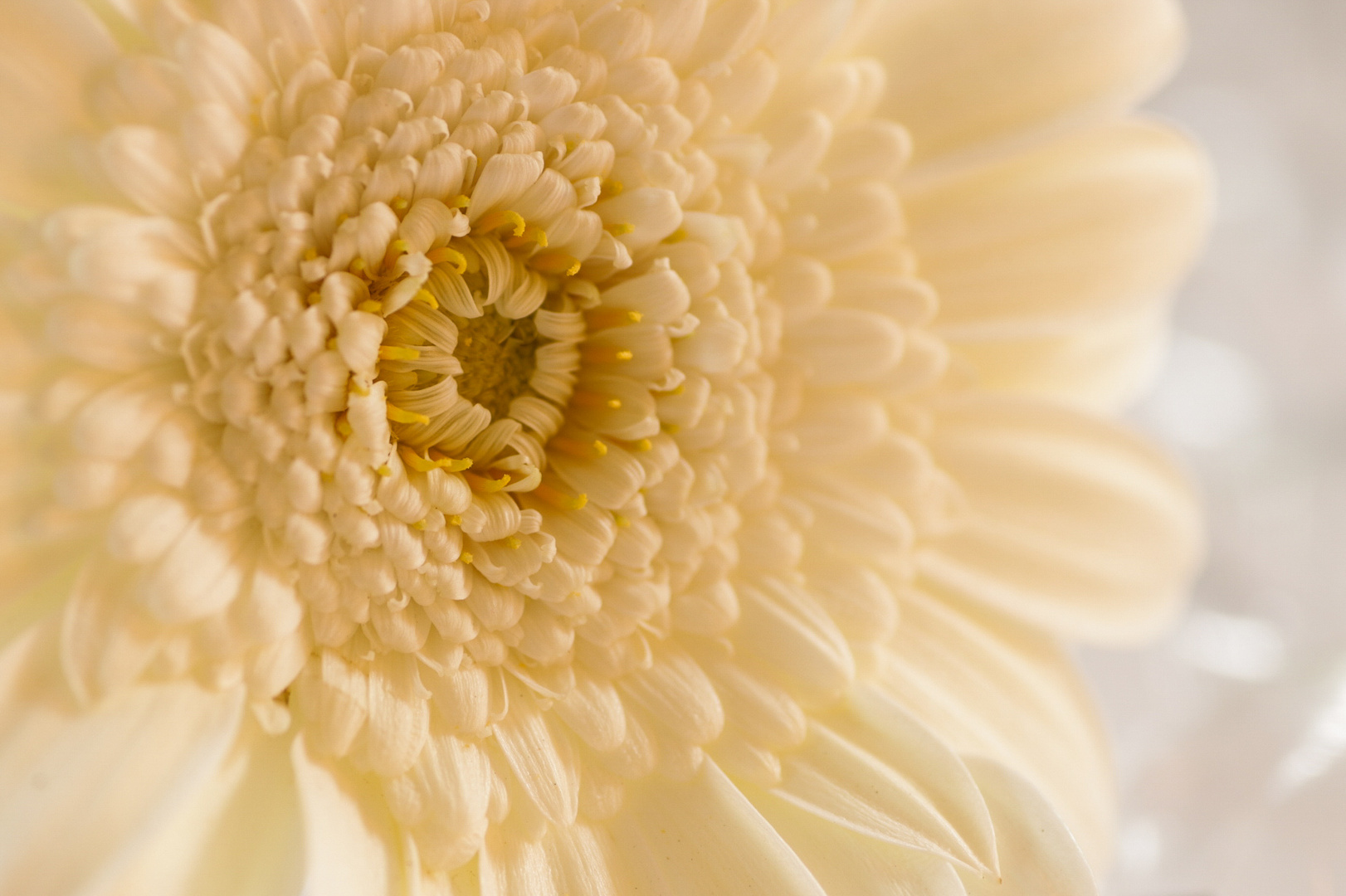 Gerbera Teppich