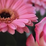 Gerbera trifft Rose