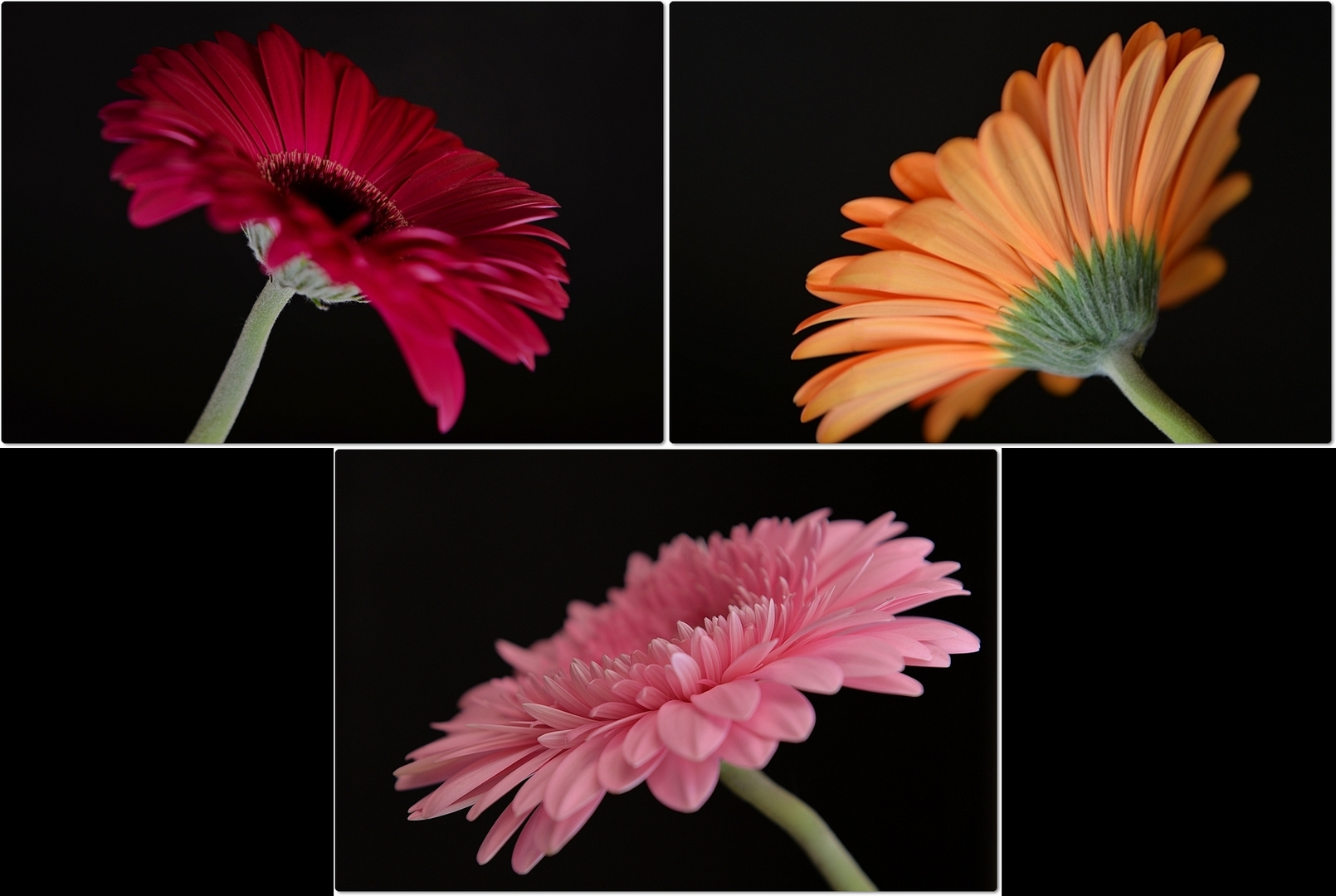 *Gerbera Trilogie*