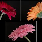 *Gerbera Trilogie*