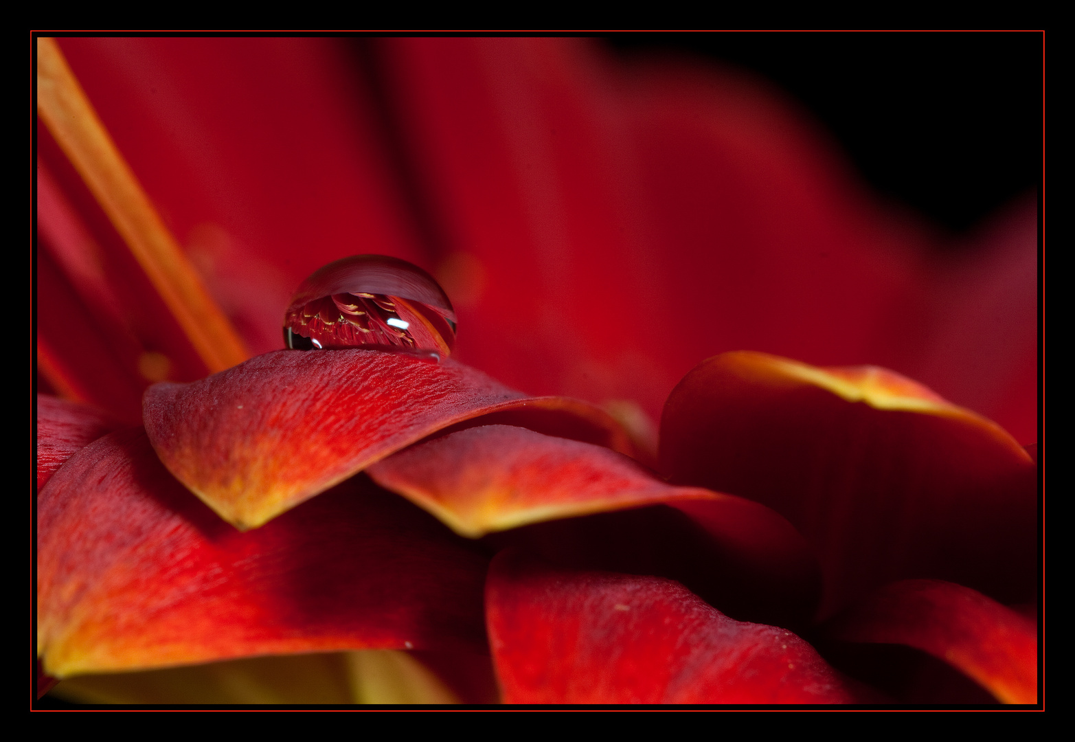 Gerbera-Tropfen