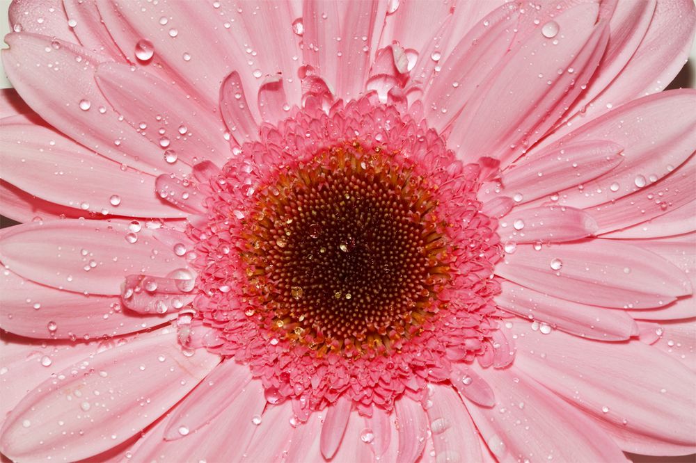 Gerbera Tropfen