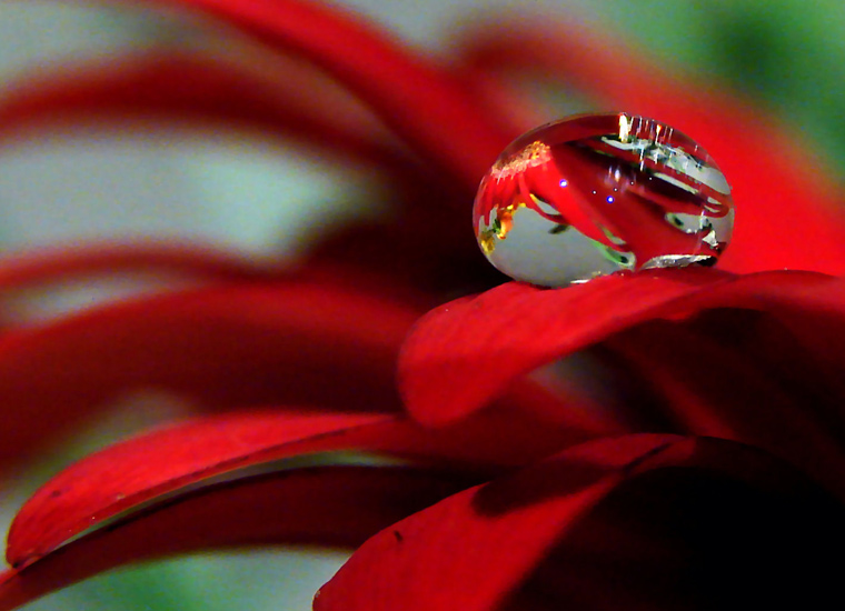 Gerbera Tropfenspiegelung 1