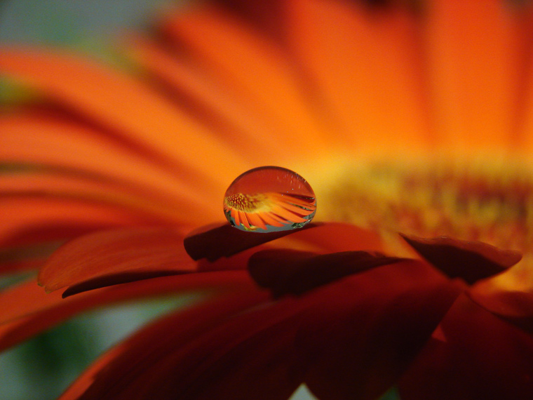 Gerbera Tropfenspiegelung