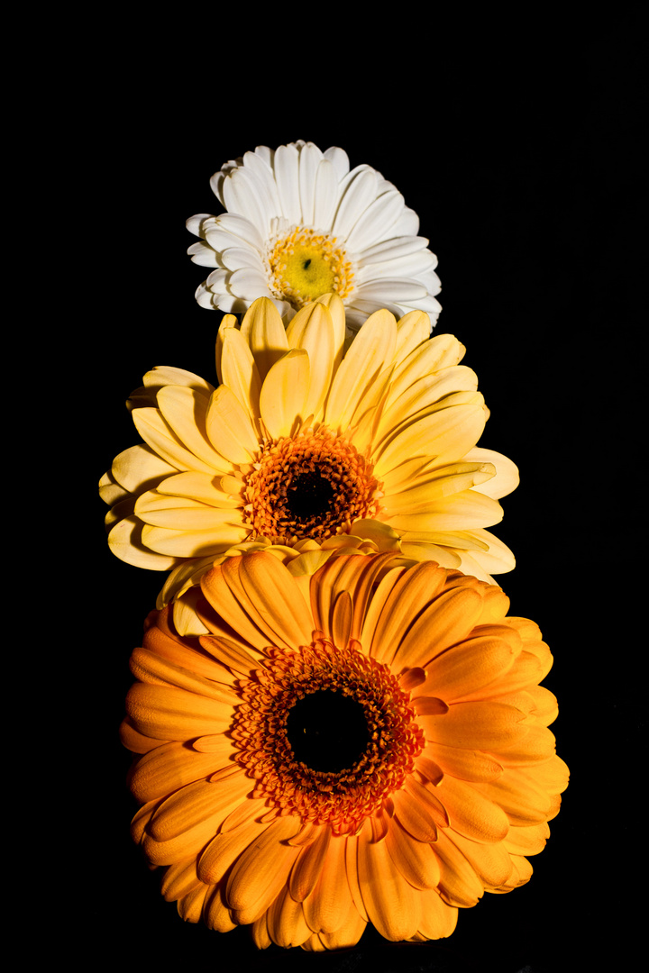 Gerbera Turm