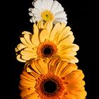 Gerbera Turm