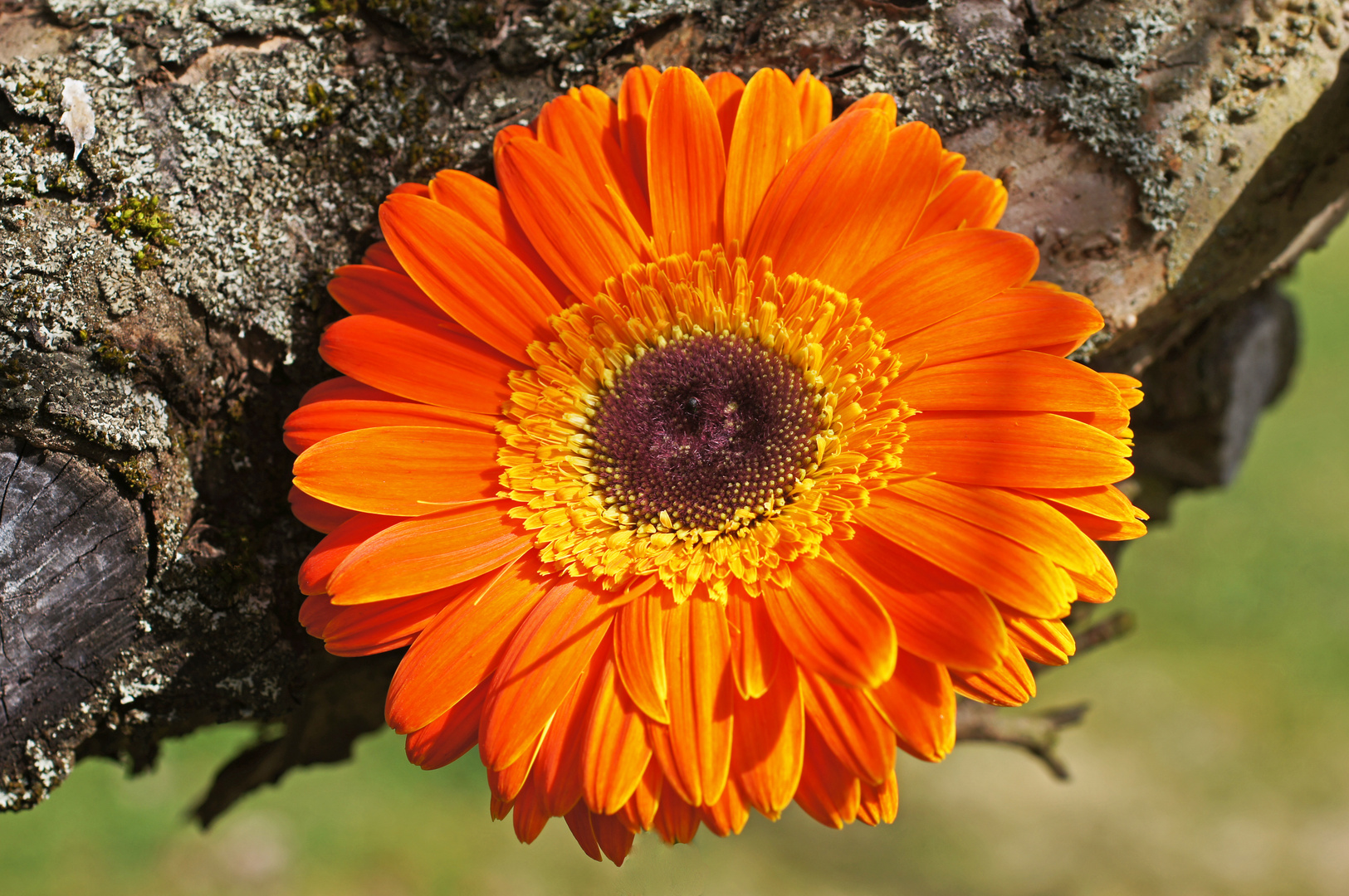 gerbera und ast