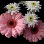 Gerbera und Blüten