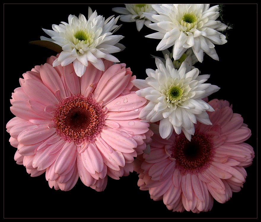 Gerbera und Blüten