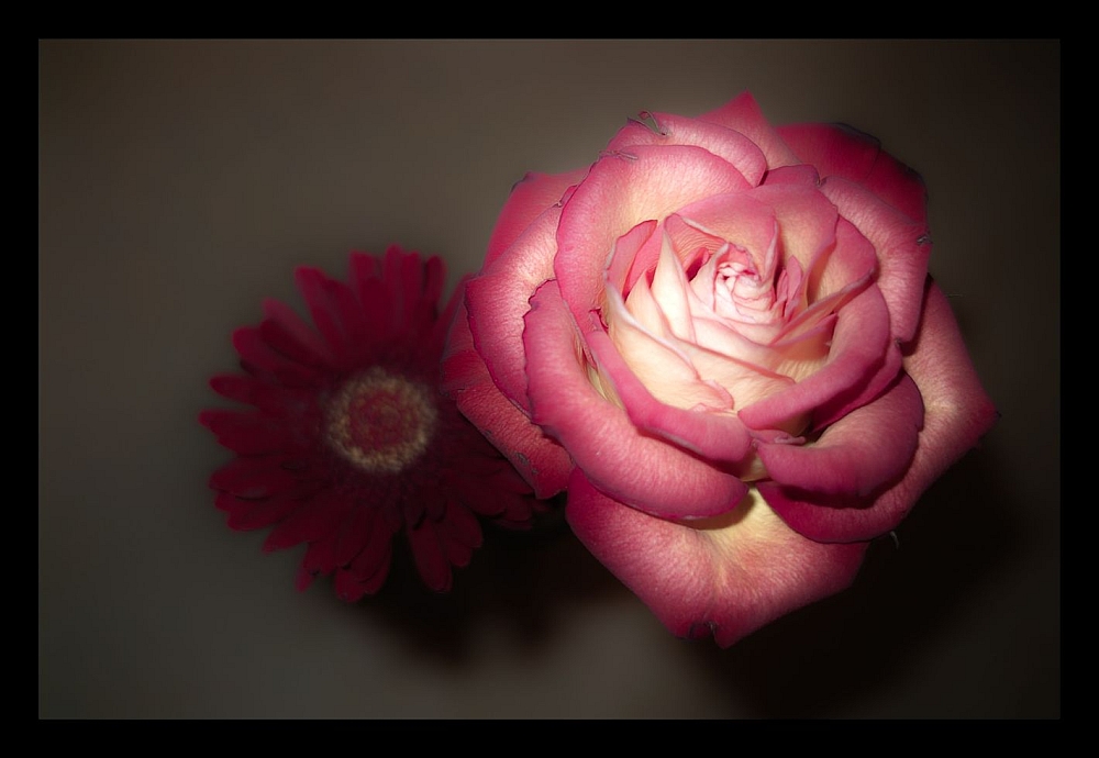 Gerbera und Rose