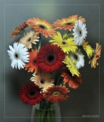 Gerbera - V