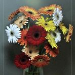 Gerbera - V