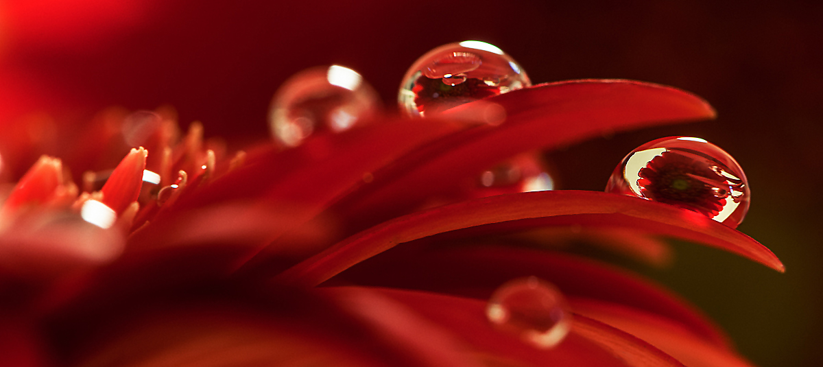 Gerbera viele Wassertropfen