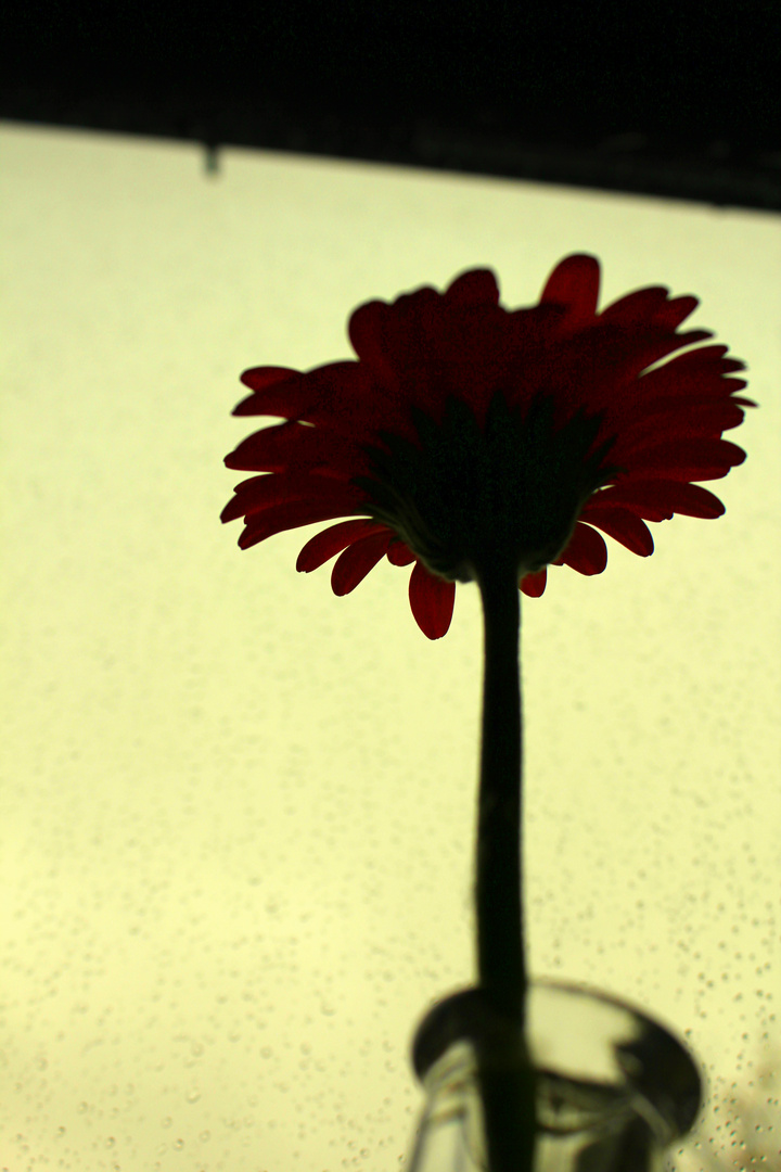 Gerbera. Von dem Liebsten.