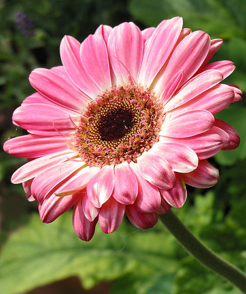 Gerbera von Hermann