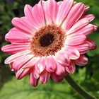 Gerbera von Hermann